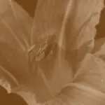 دانلود آهنگ کارم شده بی تابی بس که تو جذابی “هوش مصنوعی” از هایده